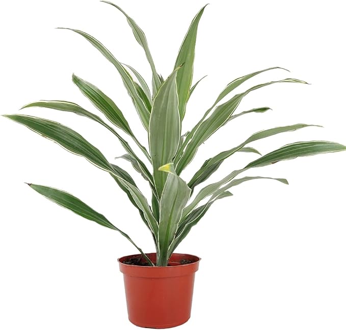 Dracaena Warneckii (6" Grower Pot) - Air-Purifying Low Light Houseplant - Colorful Plants Decoration for Office and Apartment - Easy to Care Indoor Plant - Unique Houseplant