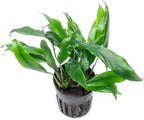 SubstrateSource Anubias Live Aquarium Plants - Potted Freshwater Plant for Fish Tanks, Terrariums - Beginner Friendly Low Light (Minima, 1 Pot)