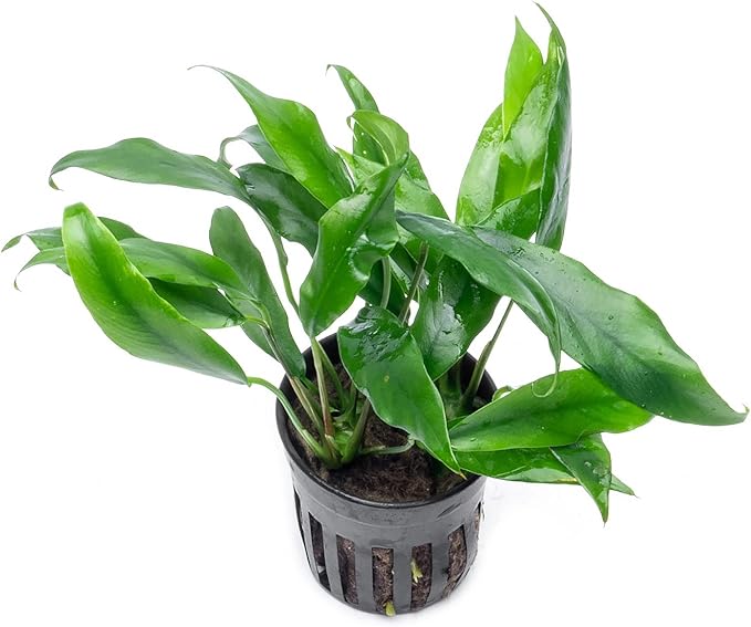 SubstrateSource Anubias Live Aquarium Plants - Potted Freshwater Plant for Fish Tanks, Terrariums - Beginner Friendly Low Light (Minima, 1 Pot)