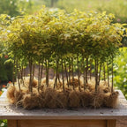 Red Burning Bush Shrub Live Plant, 2.5 Inches Pot, Dwarf Burning Bush Live Plant
