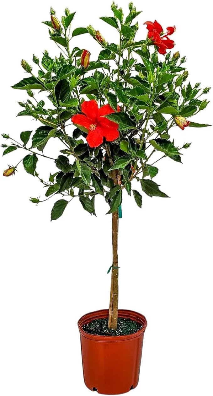 Live Hibiscus Plant - Tropical Flowering Tree Plant - Red President - Overall Height 38" to 44" - Tropical Plants of Florida (Plant Only)