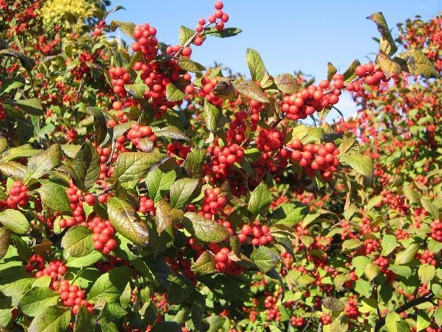 RedCrocus Sparkleberry Winterberry Ilex verticillata- Vibrant Red Berries, Deciduous Shrub, Attracts Pollinators, Deer Resistant, Container Friendly, Pet Safe, Ideal for Gardens 3 Gallon