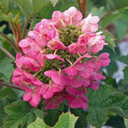 Hydrangea Live Plant, 6-12 Inch Tall, Hardy Flowering Shrub in 2.5" Pot, Outdoor Garden Hydrangea Bush (Ruby Hydrangea)