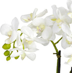 Nearly Natural Phalaenopsis Silk Flower Arrangement