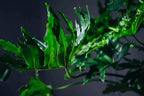 Gardenera Split Leaf Philodendron Potting Soil - Enhances Aeration and Drainage for Thriving Foliage - 3 Quart
