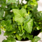 English Ivy Green Live Plant for Indoor | Different Houseplants in 4'' & 6'' Pot | Real House Plant for Living Room, Office, Desk & Bathroom | Hedera Helix Green California