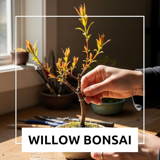 Flame Willow Bonsai Tree Cutting to Grow - Brilliant Orange-Red Bark - Thick Trunk Cutting - Fast Growing Bonsai - Cold-Hardy Deciduous Shrub or Small Tree - Unique Eye Catching