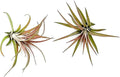 ragnaroc Air Plants - Tillandsia Brachycaulos Abdita, Large 4-6" - 2 ct - Live Arrival Guaranteed - House Plants for Home Decor & Gift