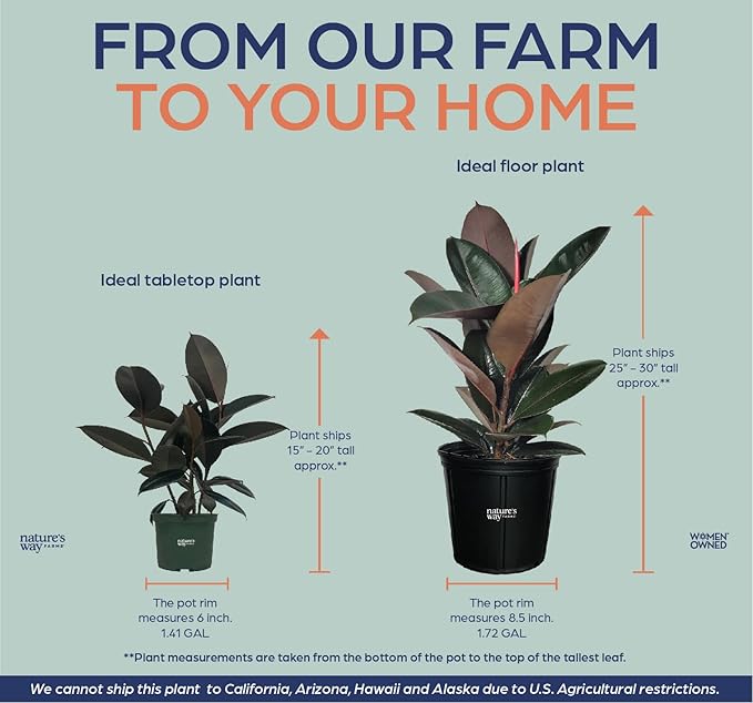Nature's Way Farms Ficus Burgundy Rubber, Live Plant, Easy Care Indoor Tree, Large & Glossy, Grow in Indirect Bright Light, Perfect for Plant Lovers & Beginners, in Grower Pot (25-30 in Tall)