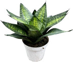 Live Plant, Snake Plant, Indoor Plant, Sansevieria, Air Purifying, Easy Care, 4 inch Pot by Hopewind Plants Shop (Tiger Star)