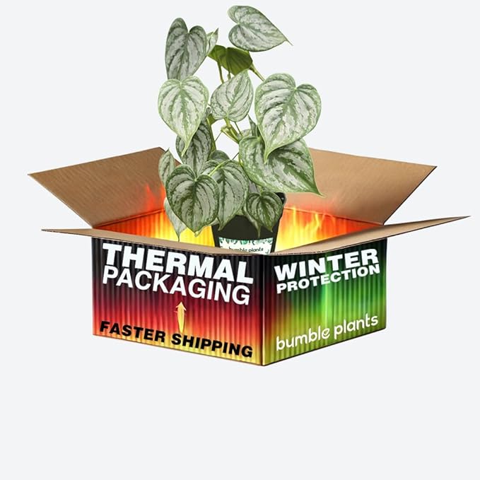 Philodendron Brandi Live Plant [Winter Thermal Packaging Included] | House Live Plants | Living Room Decor, Office Decor, Desk & Bathroom Decor | Silver Leaf | 4.5inch (Ceramic Pot Not Included)