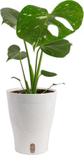 Costa Farms Thai Constellation, Variegated Monstera Live Plant in Self Watering Pot, Indoor Houseplant, Home, Room, or Office Decor, House Warming or Birthday Gift, 12-18 Inches Tall