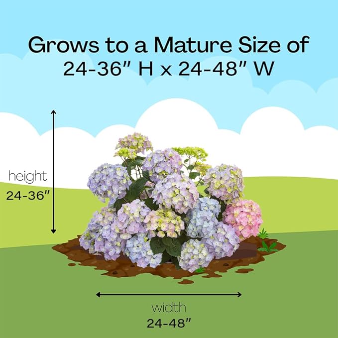 Proven Winners 2 Gal. Let's Dance Skyview Hydrangea Shrub