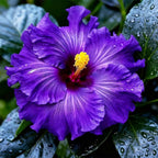 30+ Mix Exotic Hibiscus Seeds for Planting-Perennial Flower Outdoor Home Garden Flower