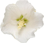 Proven Winners 2 Gal. White Pillar Rose of Sharon (Hibiscus) Shrub