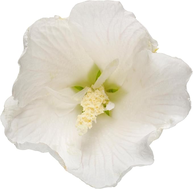Proven Winners 5 Gal. White Pillar Rose of Sharon (Hibiscus) Shrub
