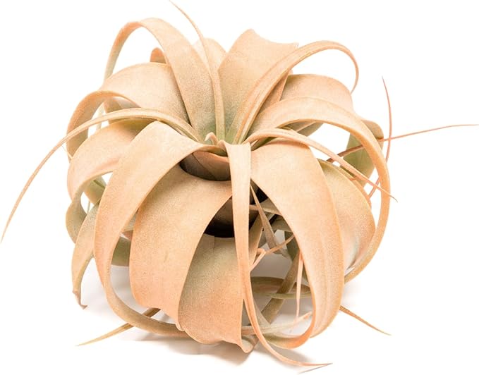 Coral Colorful Tillandsia Air Plants - Long Lasting Color Enhanced Live Tillandsia Succulent House Plants - Home and Garden Decor - Easy Care Indoor/Outdoor Plants (Mini Xerographica, Pack of 3)