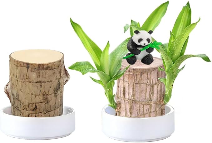 Brazilian Wood Plant,Mini Brazil Lucky Wood,Swelling Stage,Nearing Germination Lucky Tree,Budding Takes just 7-15 Days,Brazilian Tree Perfect for Home,Office Desktop Decoration (with Panda Statue)