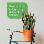 American Plant Exchange Snake Plant Bundle – Large 10-Inch Pots Sansevieria Laurentii & Zeylanica, 2-3ft Tall, Low-Maintenance, Air-Purifying Live Houseplants for Home, Office, or Outdoor Patio Décor