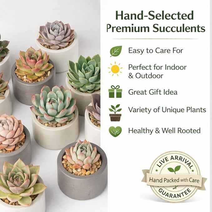Creations by Nathalie Succulent Plants – Assorted Small Indoor Succulents, Bulk Easy Care Live Plants for Events, Wedding Favors, Home, Office & Terrariums (1)