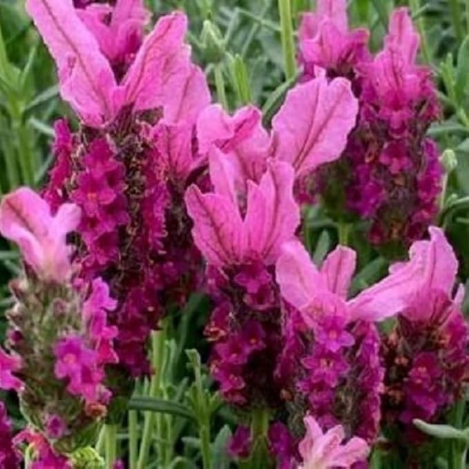 4 Lavender Plants Live Starter Plants 4-6" in Tall, Hardy Perennial Lavender for Garden and Landscape with Fragrant Purple Blooms, No Pot (Pink-Purple)