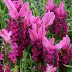 4 Lavender Plants Live Starter Plants 4-6" in Tall, Hardy Perennial Lavender for Garden and Landscape with Fragrant Purple Blooms, No Pot (Pink-Purple)