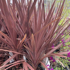 RedCrocus Red Grass Tree Cordyline Australis 'Red Star' | Vibrant Foliage, Evergreen Shrub | Drought Tolerant, Pet Safe, Container & Garden Accent 1 Quart (Pack of 5)