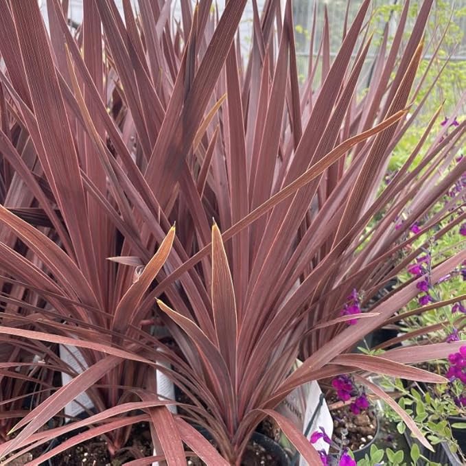 RedCrocus Red Grass Tree Cordyline Australis 'Red Star' | Vibrant Foliage, Evergreen Shrub | Drought Tolerant, Pet Safe, Container & Garden Accent 1 Quart (Pack of 5)