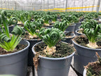 Gardenera Premium Albuca Spiralis Potting Soil Mix - Perfect Balance of Nutrients, Drainage, and Aeration for Thriving Blooms - 20 Quart