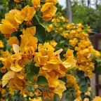 2 Bougainvillea Live Plants, Tropical Bougainvillea Flowering Vine, Fast Growing Outdoor and Container Plant, 4-8'' Tall (Yellow Blooms)