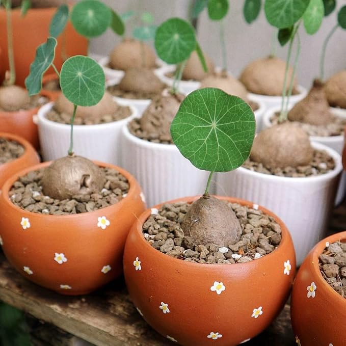 6-7 Cm Stephania Cephalantha Plant Caudex, Already Sprouts, Rare Succulent with No Hair Roots from 2.5 to 3" Wide Caudex for Planting, Home Decor, Houseplant, Cold Hardy