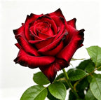 Rare Rose Seeds, 500 Pcs, Sunset Colored Blooming Plants for Garden Flower Beds, Borders & Cut Flowers, Prolific Outdoor Rose Seeds Thriving in Full Sun & Well-Draining Soil (Red)