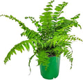 Macho Fern Plant - Live Sword Fern - Easy Care Plant - 14" to 18" Overall Height - 1 Gallon Planter - Tropical Plants of Florida