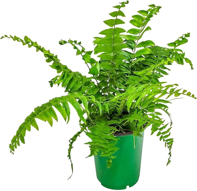 Macho Fern Plant - Live Sword Fern - Easy Care Plant - 14" to 18" Overall Height - 1 Gallon Planter - Tropical Plants of Florida