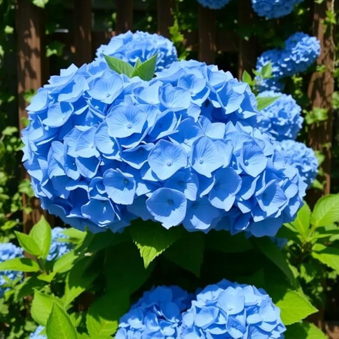Hydrangea Live Plant, 6-12 Inch Tall, Hardy Flowering Shrub in 2.5" Pot, Outdoor Garden Hydrangea Bush (Blue Hydrangea)