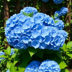 Hydrangea Live Plant, 6-12 Inch Tall, Hardy Flowering Shrub in 2.5" Pot, Outdoor Garden Hydrangea Bush (Blue Hydrangea)
