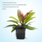 SubstrateSource Live Plants - Echinodorus Red Rubin (Echinodorus ‘Red Rubin’) - Medium to High Light, Red-Green Accent, Midground to Background Placement - Rosette Growth - Pot, 3 Pack