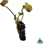 Live Water Lily Tuber Nymphaea James Brydon Pink Hardy Aquatic Plants for Aquarium Freshwater Fish Pond Garden