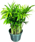 Live Parlor Palm in a 3 inch Nursery Pot - Golden Cane Palm Tree - Air Purifier Plant for Home Decor - Office Gift Indoor Plant