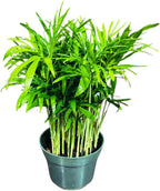 Live Parlor Palm in a 3 inch Nursery Pot - Golden Cane Palm Tree - Air Purifier Plant for Home Decor - Office Gift Indoor Plant