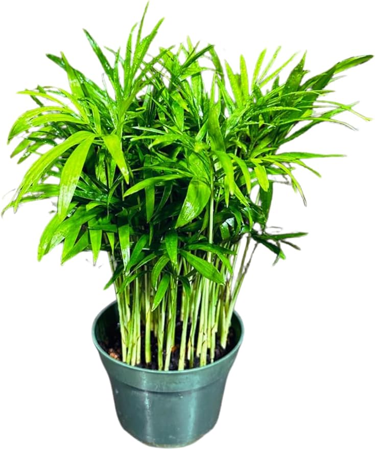 Live Parlor Palm in a 3 inch Nursery Pot - Golden Cane Palm Tree - Air Purifier Plant for Home Decor - Office Gift Indoor Plant