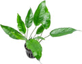 SubstrateSource Anubias Live Aquarium Plants - Potted Freshwater Plant for Fish Tanks, Terrariums - Beginner Friendly Low Light (Short and Sharp, 3 Pots)