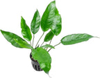 SubstrateSource Anubias Live Aquarium Plants - Potted Freshwater Plant for Fish Tanks, Terrariums - Beginner Friendly Low Light (Short and Sharp, 3 Pots)