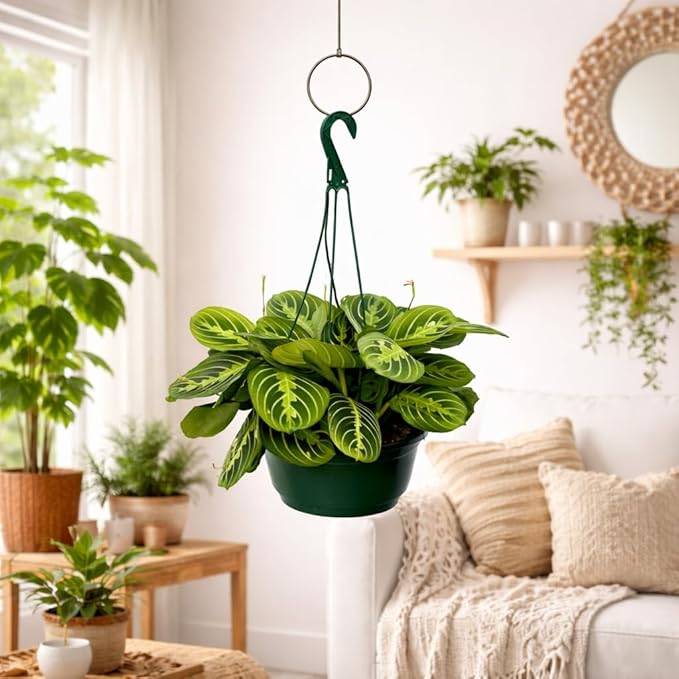 Maranta Lemon Lime Live Indoor Plant in 8 Inch Hanging Basket, Lemon Lime Prayer Plant, Maranta Leuconeura Houseplant for Home or Office