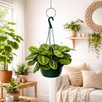 Maranta Lemon Lime Live Indoor Plant in 8 Inch Hanging Basket, Lemon Lime Prayer Plant, Maranta Leuconeura Houseplant for Home or Office