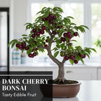 Dwarf Bonsai Black Cherry Fruit Tree Live Plant Seedling - Prunus serotina, Great for Home and Garden Yards Planting Dormant Seedling