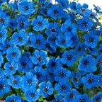 HyeFlora Artificial Fake Hanging Plants Flowers with Basket Outdoor Decor Faux Silk Daisy Flower Arrangements in Pot Planter for Porch Home Indoor Patio Garden Yard Decoration, Blue