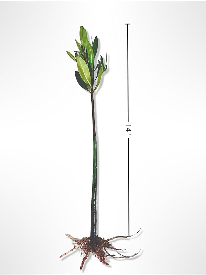 Generic AquaGardens | Red Mangrove - Live Plant (Small + Heat Pack for Cold Weather Shipping), Green
