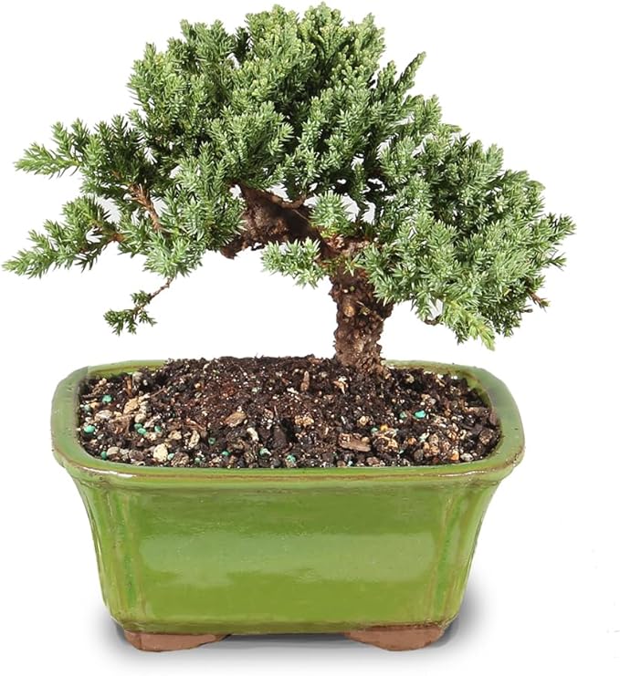 Brussel's Bonsai - Live Green Mound Juniper Bonsai Tree, Outdoor Bonsai Tree Live Plant in Decorative Container, 3 Years Old, 4-6 Inches Tall, Easy Care Bonsai (Small)