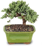 Brussel's Bonsai - Live Green Mound Juniper Bonsai Tree, Outdoor Bonsai Tree Live Plant in Decorative Container, 3 Years Old, 4-6 Inches Tall, Easy Care Bonsai (Small)